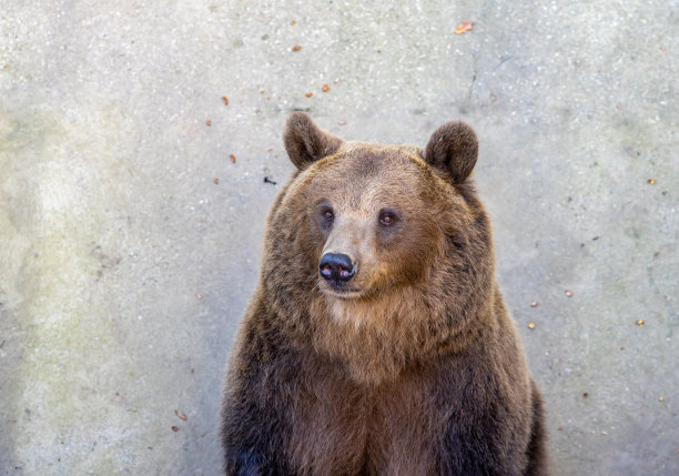 画像中的棕熊(Ursus arctos)图片下载