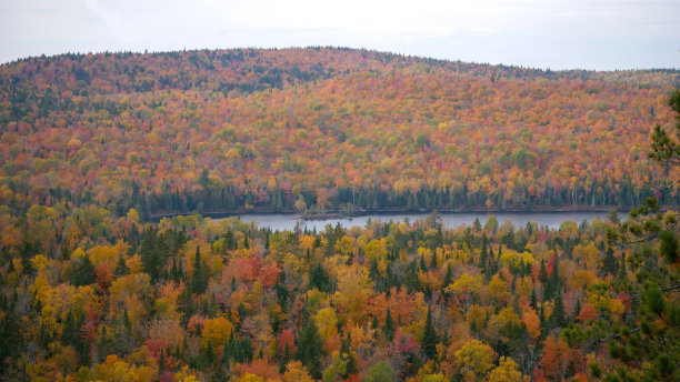 湖在美丽的森林里图片下载
