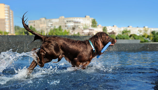 宽图片在水中奔跑的西班牙猎犬图片下载
