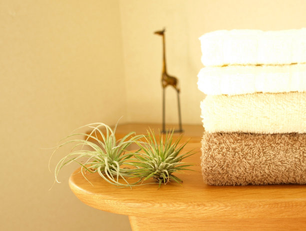 客厅装饰空气植物。图片下载