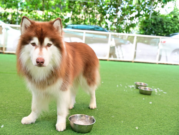 泰国一家宠物店里的外国狗品种的正面和侧面特写照片。图片下载