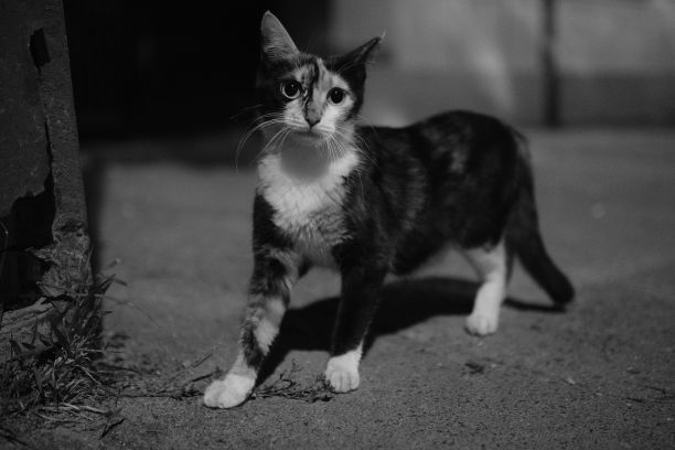 一只猫在户外散步的灰阶照片图片下载