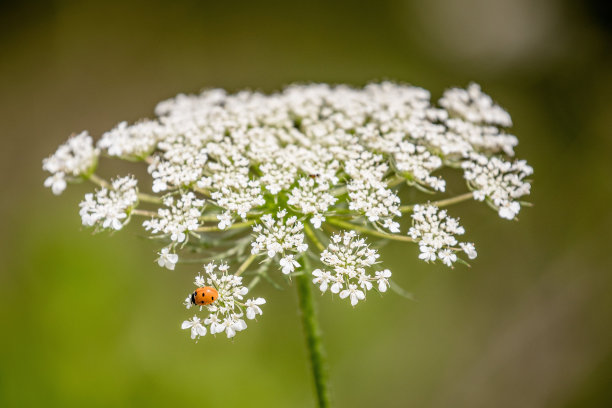 野生胡萝卜花的特写，一只瓢虫站在上面图片下载