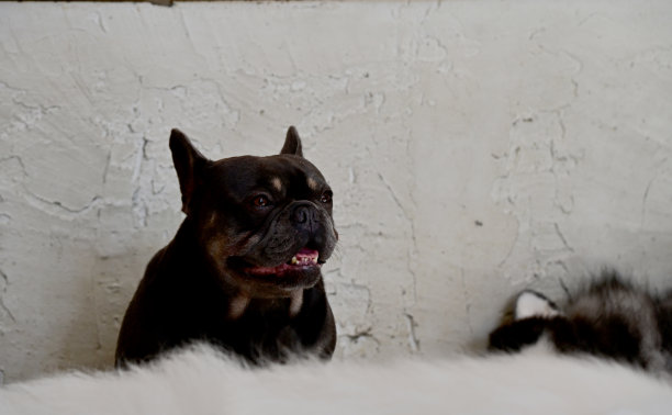 泰国一家宠物店里的外国狗品种的正面和侧面特写照片。图片下载