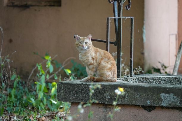 这是白天户外一只姜黄色猫的漂亮照片图片下载