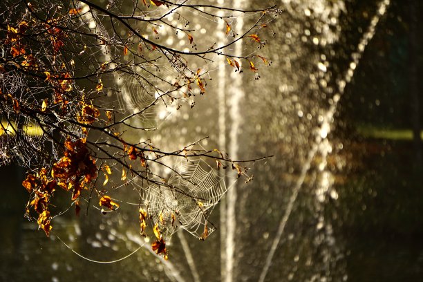 秋天在德国。上巴伐利亚美丽的秋天。秋天，巴德埃布林的库尔公园满是蜘蛛网。秋网清晰可见。图片下载