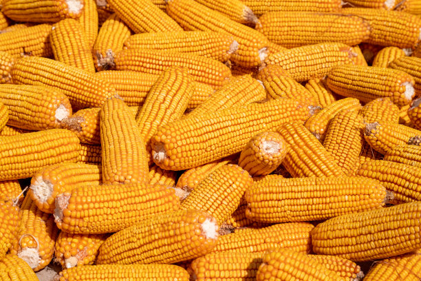 收获季节的一堆金黄的玉米。图片下载