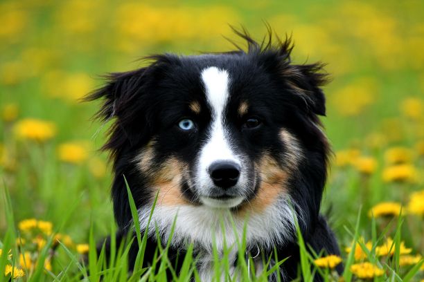 具有异色症的澳大利亚牧羊犬特写图片下载