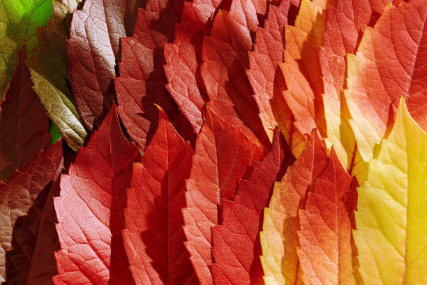 微距照片秋季红绿黄叶为自然纹理背景。渐变秋季色彩的审美背景与树叶纹理接近，阳光阴影，自然之美图片下载