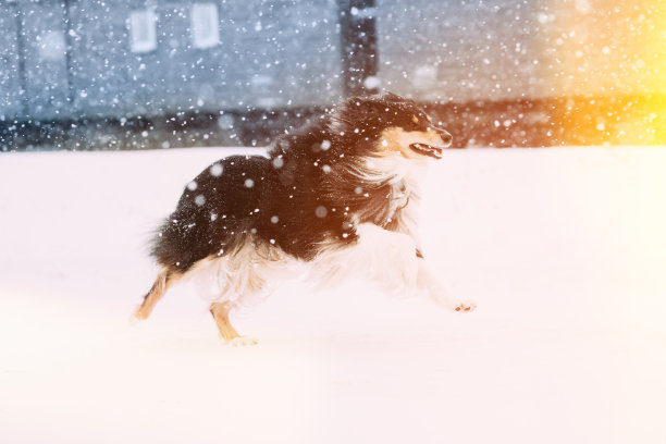雪地中玩耍的设特兰牧羊犬图片下载