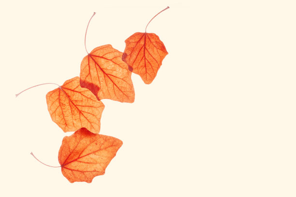 秋天的白杨叶在米色的背景。自然飘落的秋叶作为最小的卡片或海报，橙黄色的树叶，秋天的静物平铺。季节性秋叶的布局图片下载