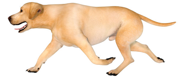 3D渲染拉布拉多狗在白色图片下载