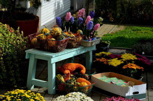 陈列在花店前的商品，花园院子，商店。花盆里秋天的紫菀和苏铁。万圣节南瓜和其他五颜六色的商品就在窗户旁边的人行道上。蓝绿色的架子上图片下载