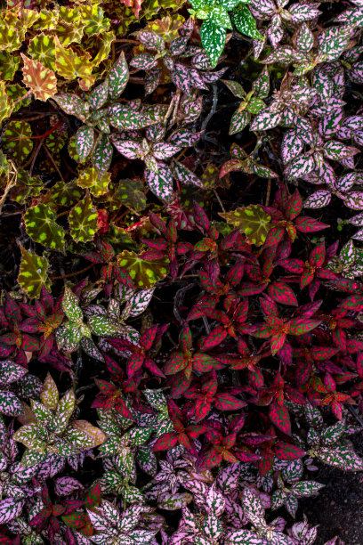 棘科热带植物的一个属，背景图片图片下载