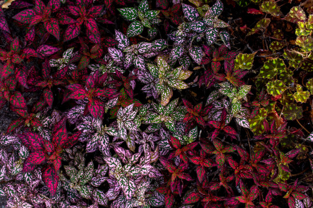 棘科热带植物的一个属，背景图片图片下载