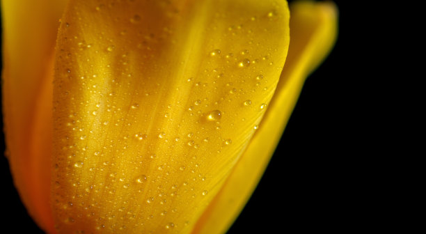 水滴在郁金香的黄色花瓣上。图片下载