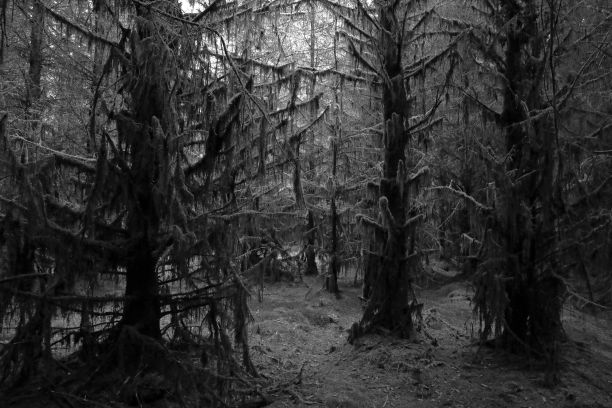 一个可怕的茂密森林的灰度镜头图片下载