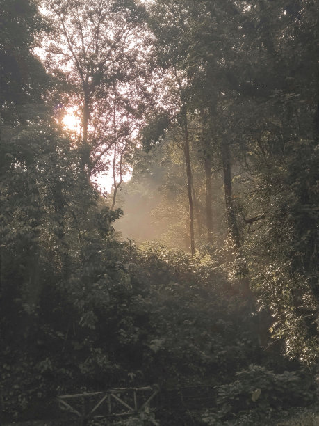 晨光从树后照进来图片下载