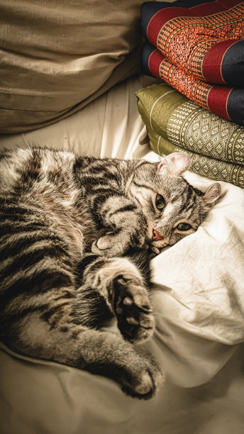 一只孤独的猫在一个孤独的房间里。小猫哪只耳朵里，卷着可爱的姜黄色小猫在毛茸茸的宠物姿势里舒服地是快乐的。图片下载