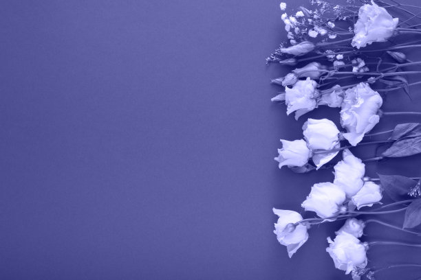 柠檬白色和绿色玫瑰在绿色背景，明信片，复制空间，顶视图，模拟图片下载