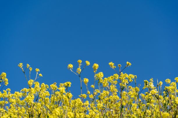 蓝天下田野里美丽的黄色西西莲花的低角度照片图片下载