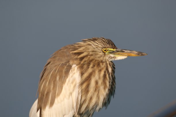 印度池塘鹭的特写图片下载