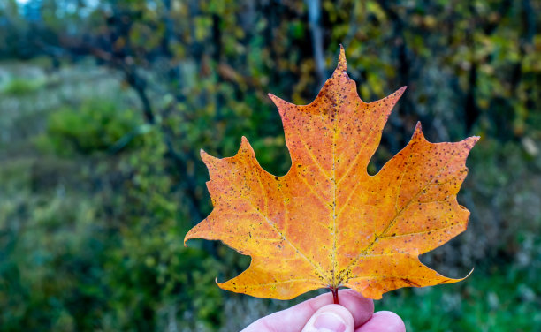 人的手拿着橙色的秋枫叶图片下载