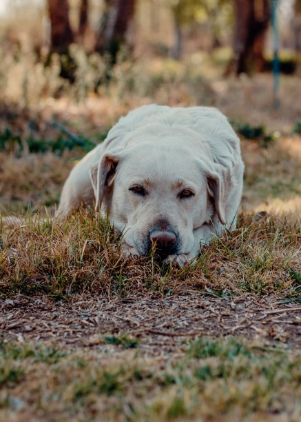 垂直拍摄的白色拉布拉多寻回犬躺在公园的地上，看着相机图片下载