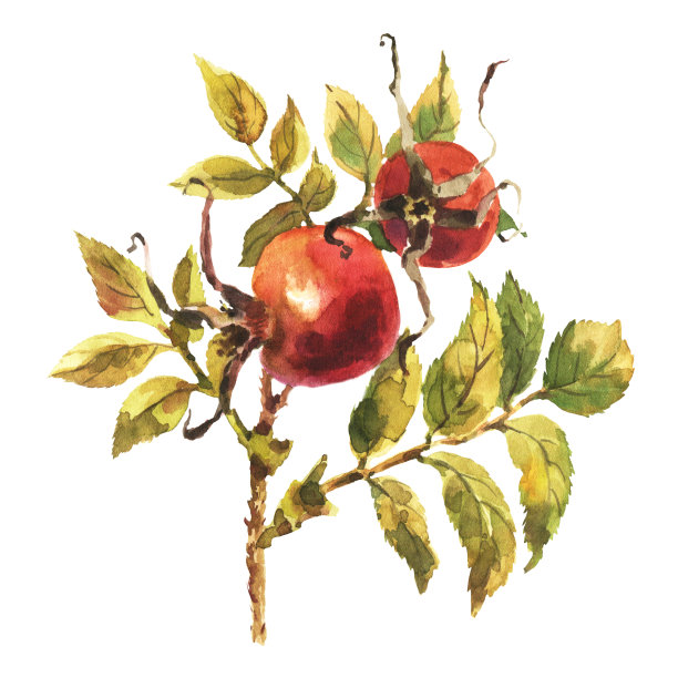 犬科蔷薇的枝头，蔷薇长着红色的浆果和绿色的叶子。图片下载