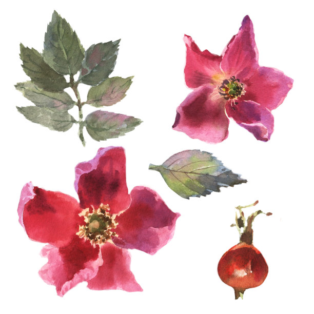 水彩画狗玫瑰与浆果，花和绿叶，孤立在白色背景。图片下载