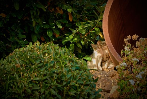 漂亮的照片，两只猫站在一块石头上，对面是花园里的绿色灌木图片下载