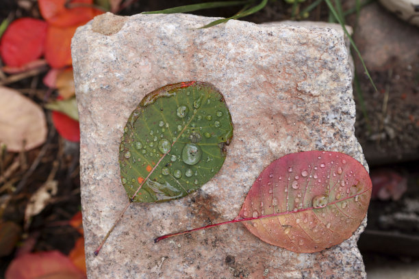 两张纸图片下载