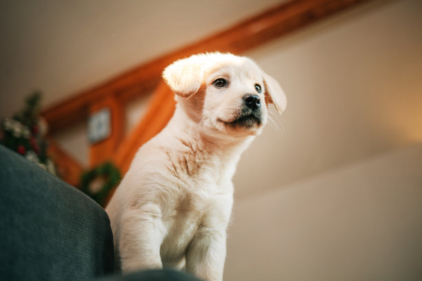 拉布拉多猎犬小狗在沙发上玩玩具图片下载