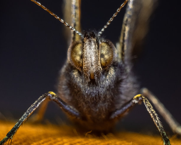 叶子上的Jutta Arctic的特写图片下载