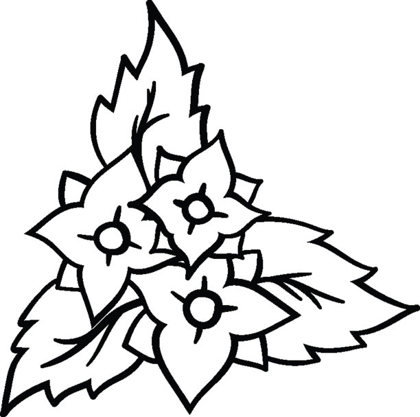 圣诞冬青叶子和红色浆果图片下载