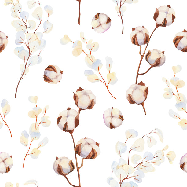 田野药草，手绘水彩干白色桉树树枝和棉花插图。植物标本室，植物元素设计。图片下载