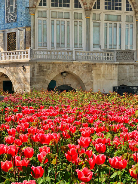 建筑前美丽的粉色郁金香的垂直照片图片下载