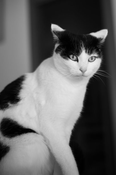 一只坐着的短毛黑白猫的灰度垂直镜头图片下载