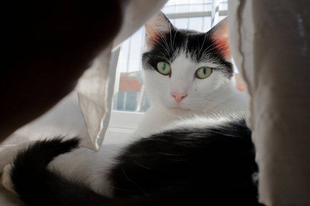 一只黑白相间的短毛猫躺在窗边的美丽照片图片下载