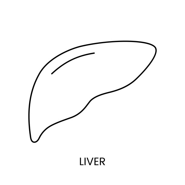人的肝脏是一个解剖学上的线性图标在一个矢量，一个内部器官腹腔的插图。图片下载