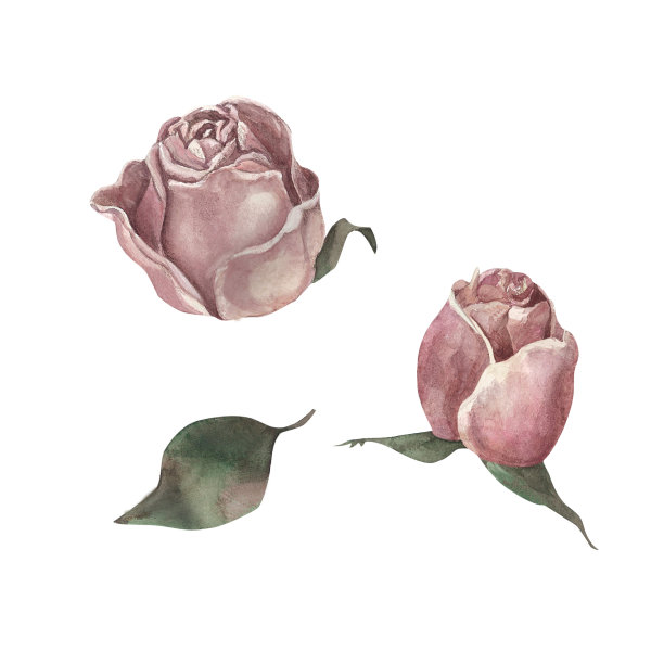 玫瑰。味蕾。水彩图片下载