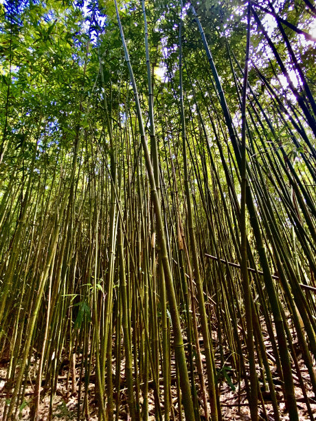 徒步穿越夏威夷毛伊岛的竹林。图片下载