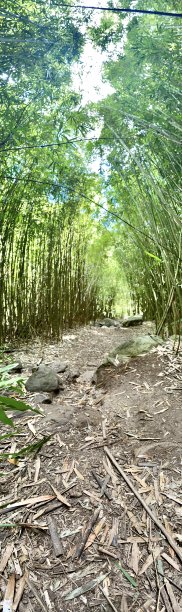 徒步穿越夏威夷毛伊岛的竹林。(超广角视角。)图片下载