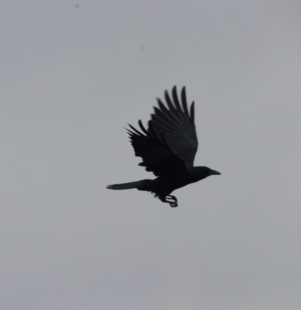 我的影子图片下载