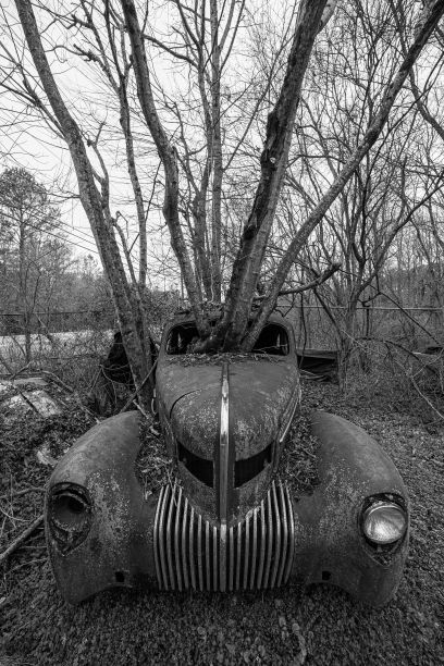 树林里一辆废弃的旧汽车的垂直镜头，树木从里面穿过图片下载