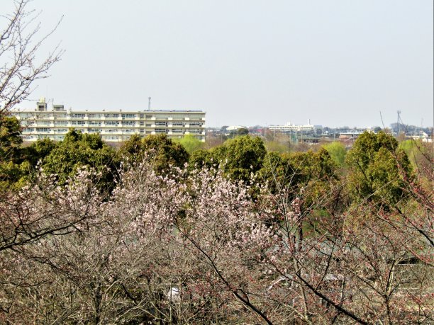 日本。3月底。樱花刚刚绽放。图片下载