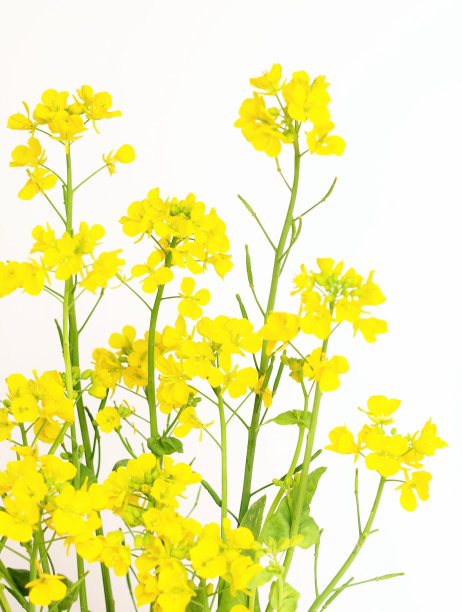 白底油菜花图片下载