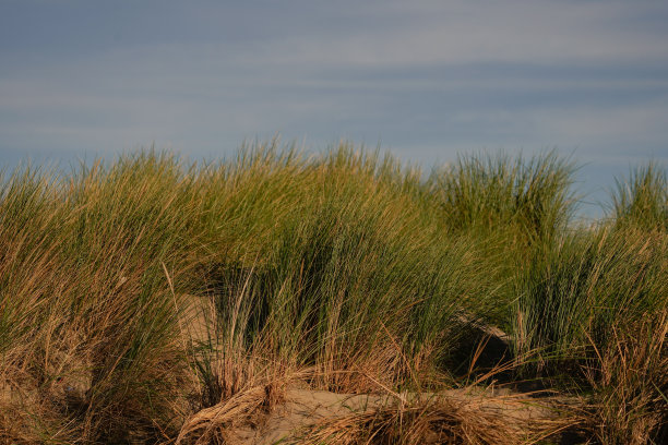 清晨阳光下的沙丘顶部图片下载