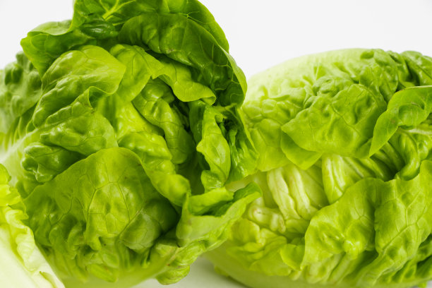 白色背景上的莴苣芽图片下载