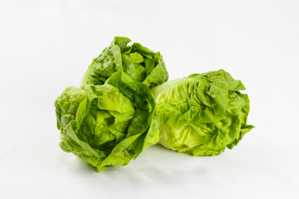 白色背景上的莴苣芽图片下载